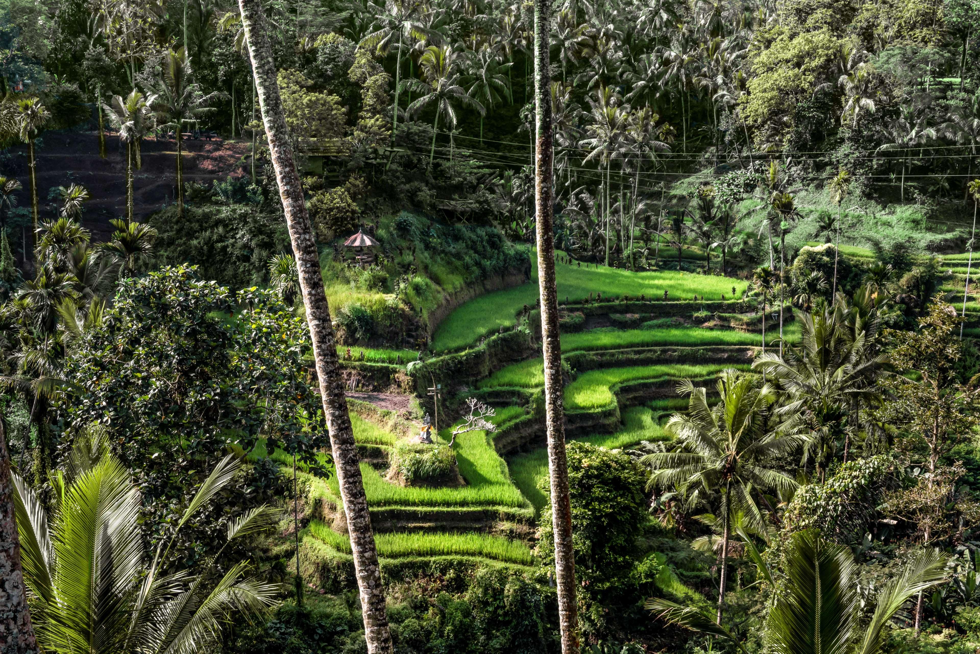 Amandari Ubud Exterior foto